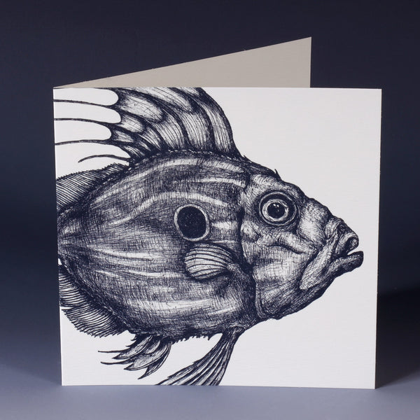 blue & white illustrated greeting card of a John Dory 