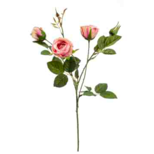 Rose Peggy Spray Pink