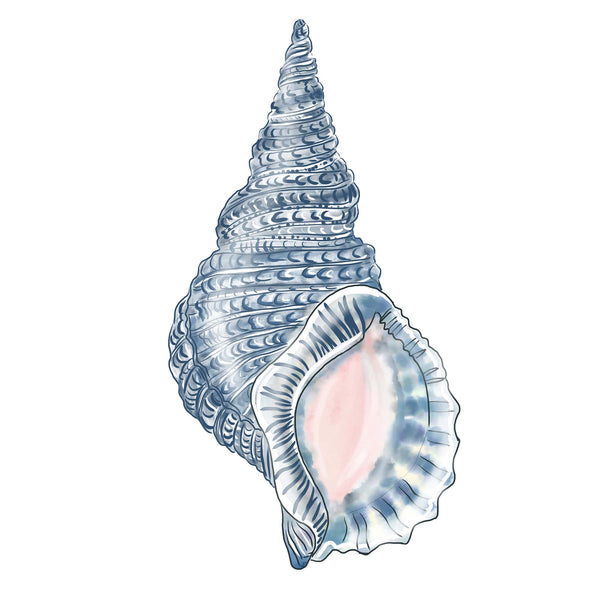 Whelk Shell Art Print  - 20cm & 30cm Square