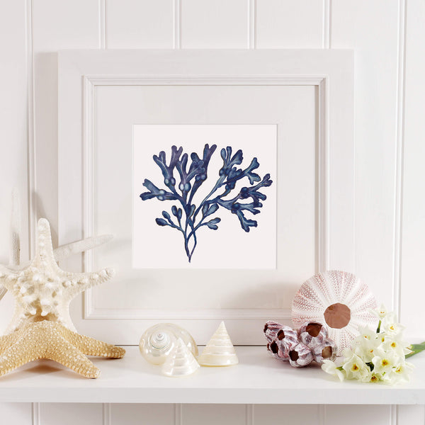 Bladderwrack Seaweed Art Print  - 20cm & 30cm Square