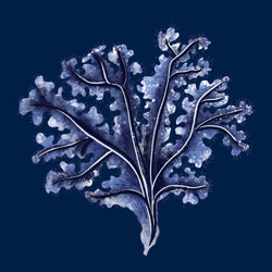 Seaweed Ink Blue Art Print  - 20cm & 30cm Square