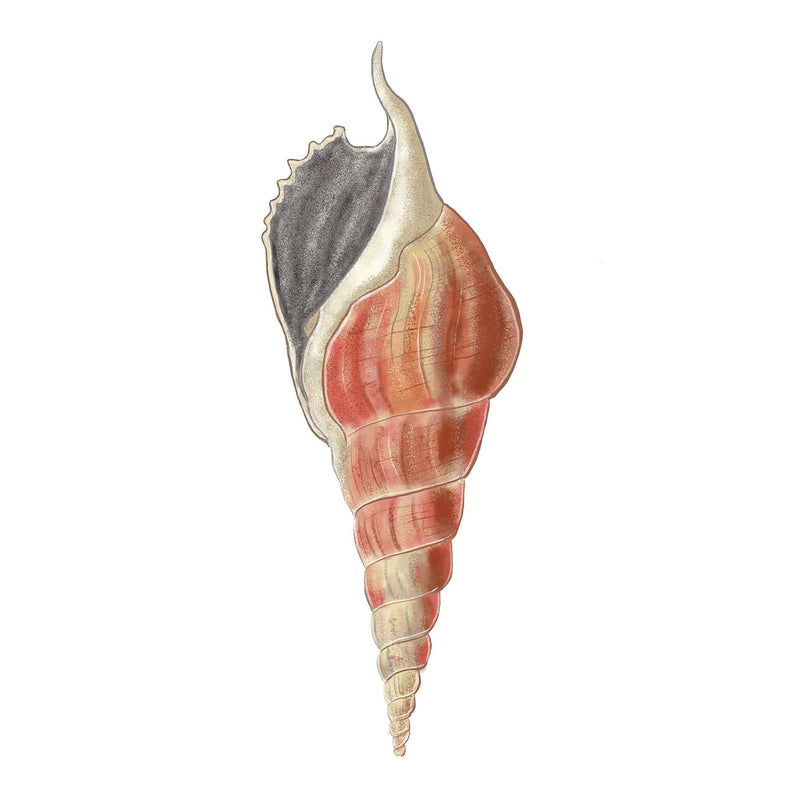 Pink Whelk Shell Art Print  - 20cm & 30cm Square